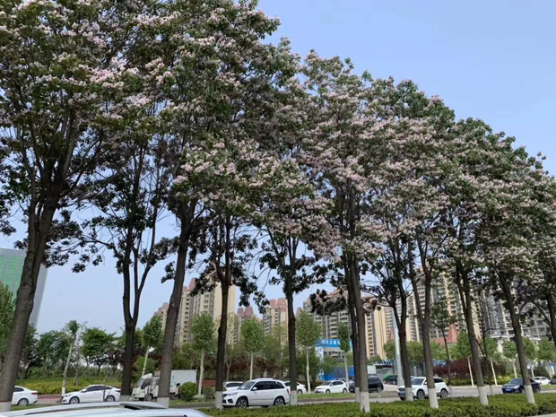 楸樹綠化效果